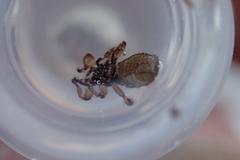 Lipoptena depressa