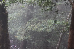 Podocarpus fasciculus