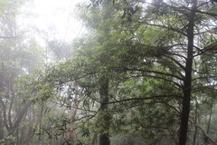 Podocarpus fasciculus