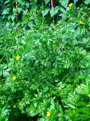 Potentilla supina