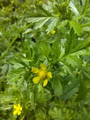 Potentilla supina