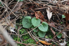 Corybas sinii