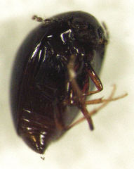 Baeocera abrupta