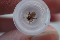 Lipoptena depressa