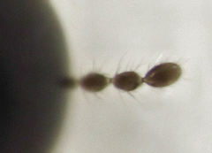 Baeocera abrupta