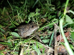 Pelobates fuscus