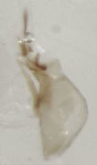 Baeocera abrupta