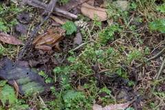 Hyperolius castaneus