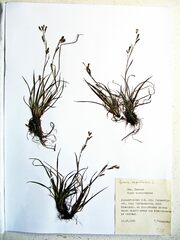 Carex capillaris