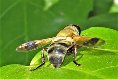 Senaspis dentipes