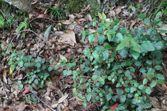 Viburnum parvifolium