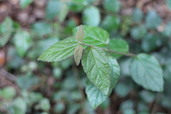 Viburnum parvifolium