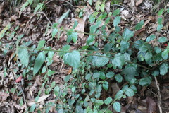 Viburnum parvifolium
