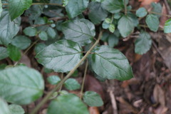 Viburnum parvifolium