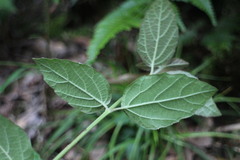 Viburnum parvifolium
