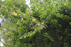 Lonicera macrantha