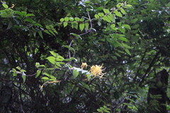 Lonicera macrantha