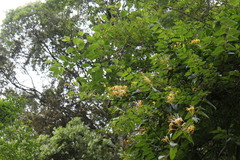 Lonicera macrantha