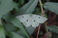 Chlorodontopera taiwana