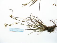 Carex capillaris