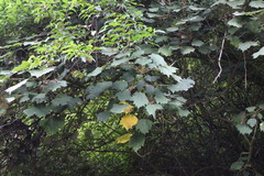 Sinopanax formosanus