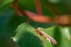 Macrostemum radiatum