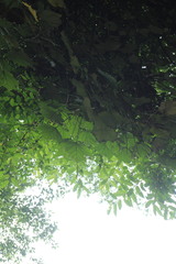 Sinopanax formosanus