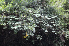 Sinopanax formosanus