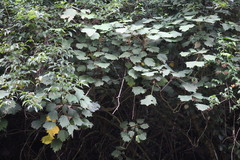 Sinopanax formosanus
