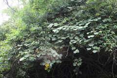Sinopanax formosanus
