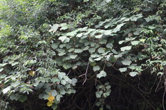 Sinopanax formosanus
