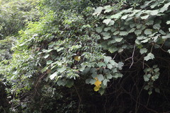 Sinopanax formosanus