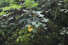 Sinopanax formosanus