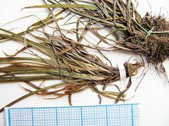 Carex capillaris
