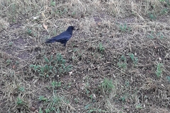 Corvus corone