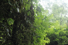 Sinopanax formosanus
