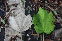 Sinopanax formosanus