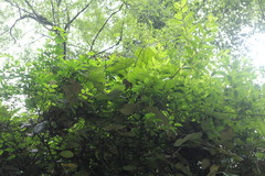 Sinopanax formosanus