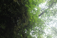 Sinopanax formosanus
