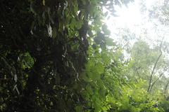 Sinopanax formosanus