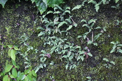 Asplenium tenuicaule
