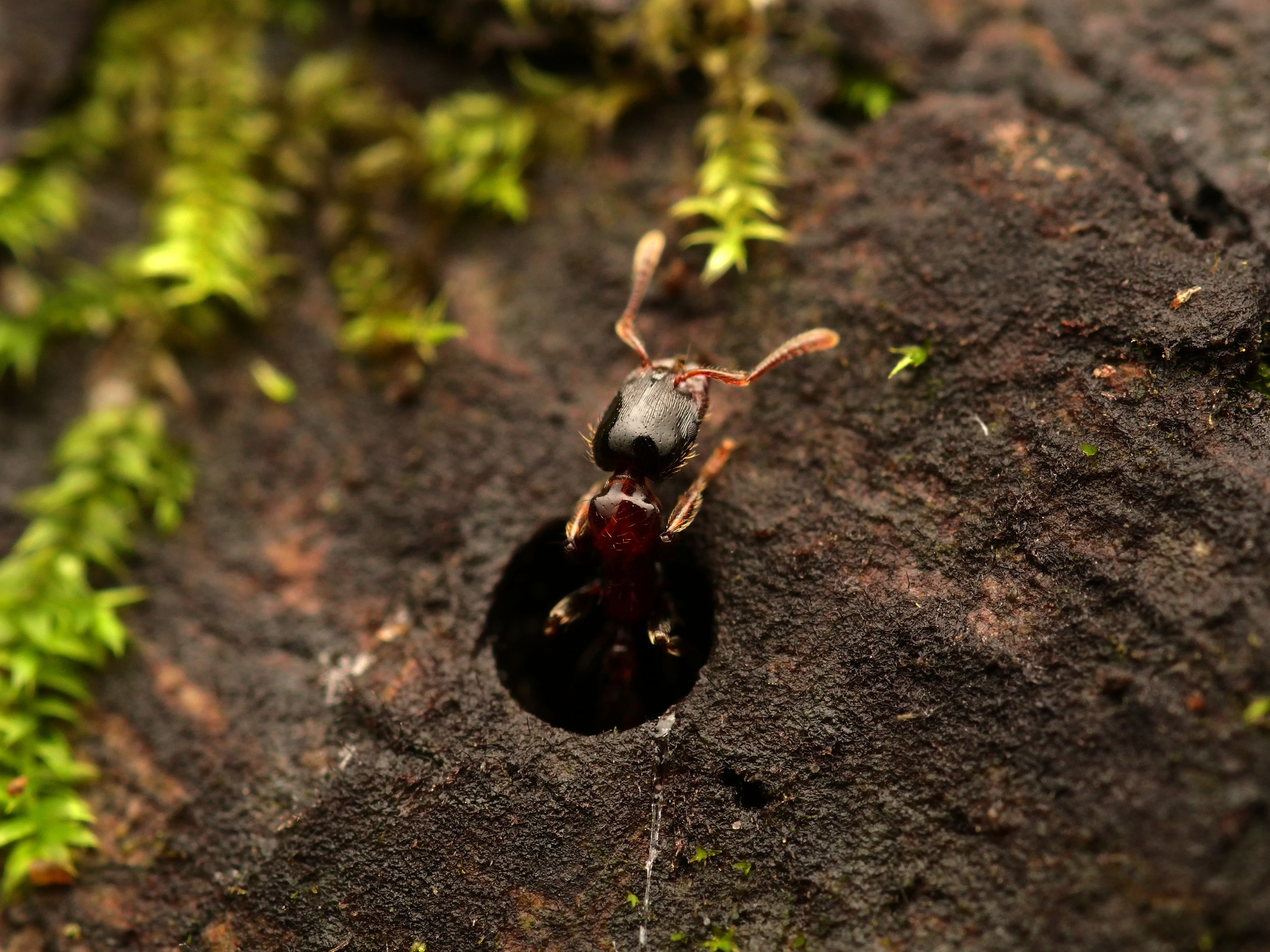 Podomyrma minor