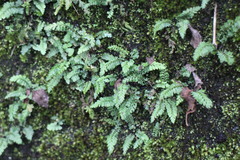 Asplenium tenuicaule