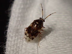 Deraeocoris nebulosus