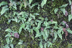 Asplenium tenuicaule