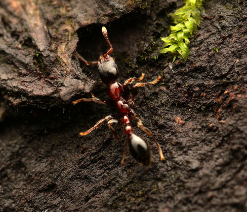 Podomyrma minorPodomyrma minor