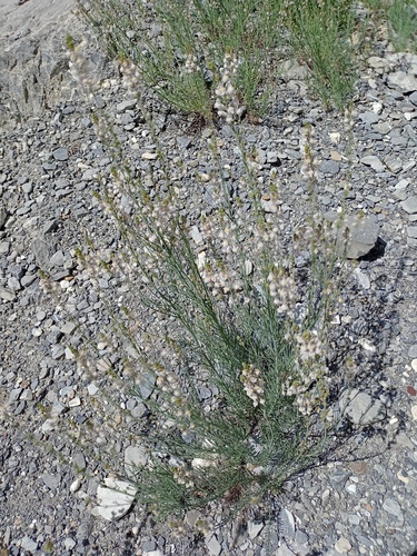 Striped toadflax (Linaria repens)
