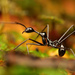 Aphaenogaster dromedaria - Photo ללא זכויות יוצרים, הועלה על ידי Philipp Hoenle