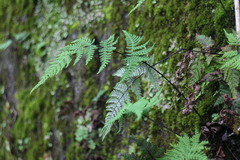 Aleuritopteris krameri