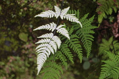 Aleuritopteris krameri